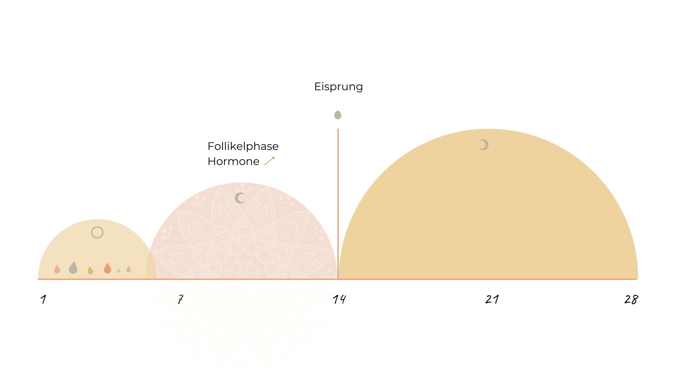 WAS PASSIERT IN DER FOLLIKELPHASE